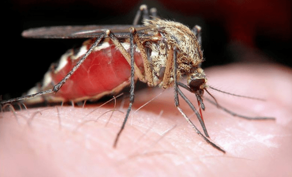 moustique porteur de parasites sous-cutanés humains