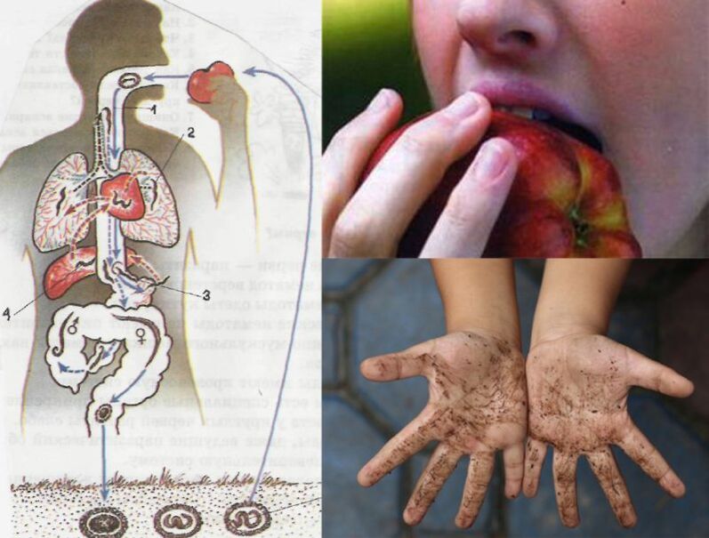 méthodes d'infection par des parasites